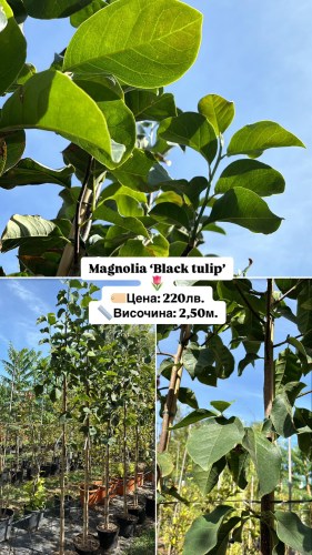 magnolia black tulip 220